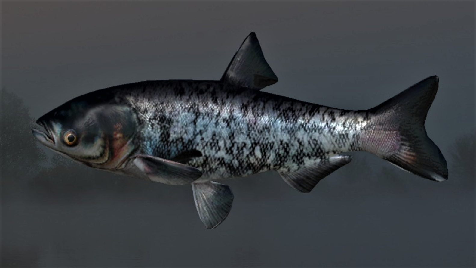 SILVER CARP MOTLEY2.jpg