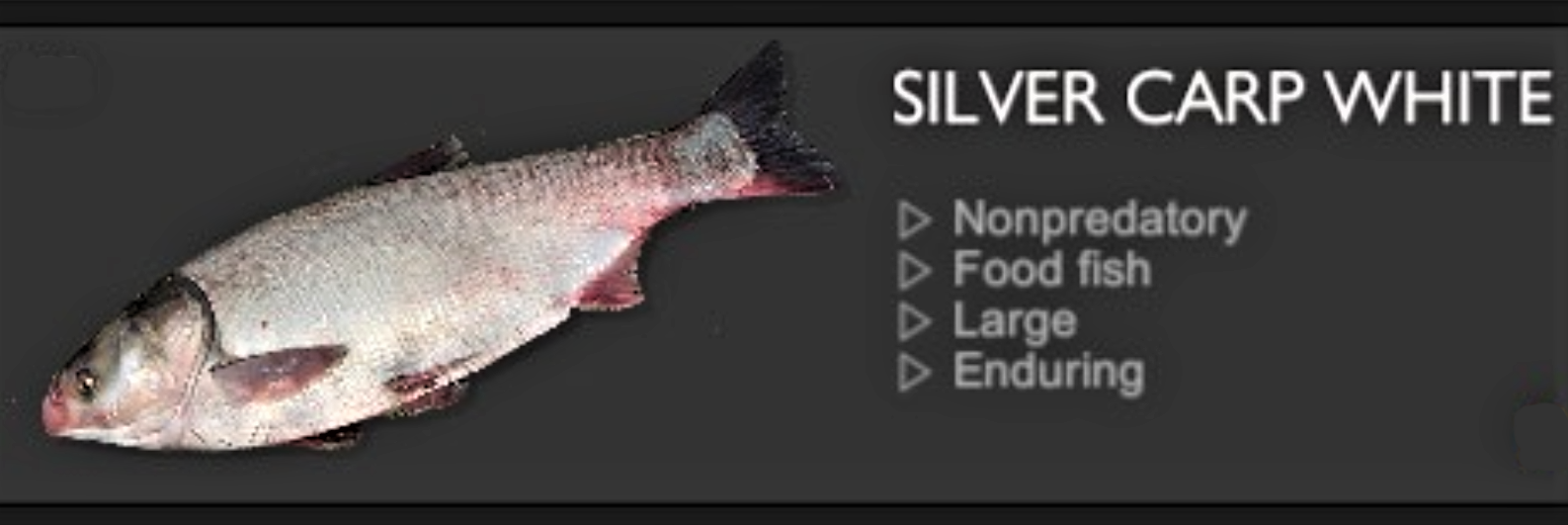 SILVER CARP WHITE.jpg