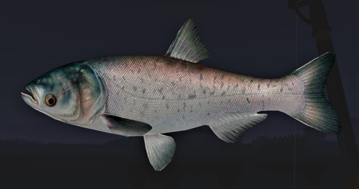 SILVER CARP WHITE2.jpg