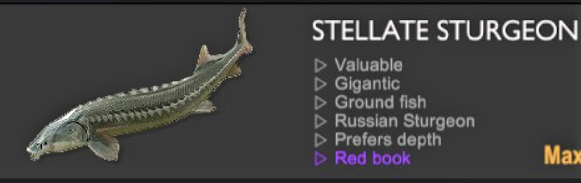 STELLATE STURGEON.png