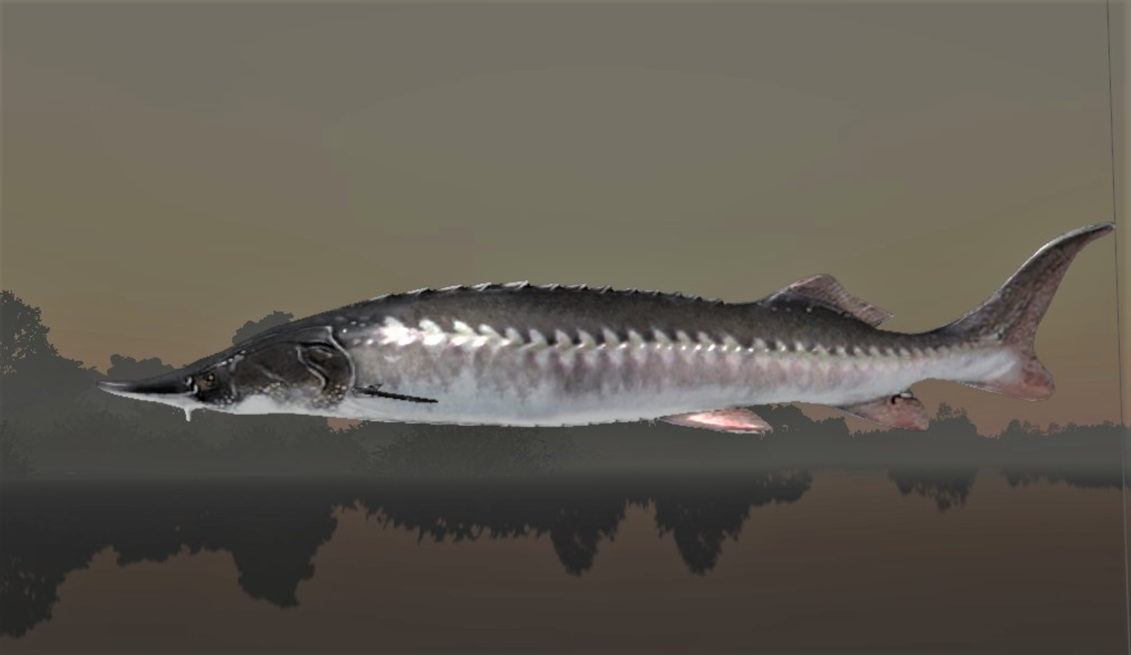 STELLATE STURGEON2.jpg