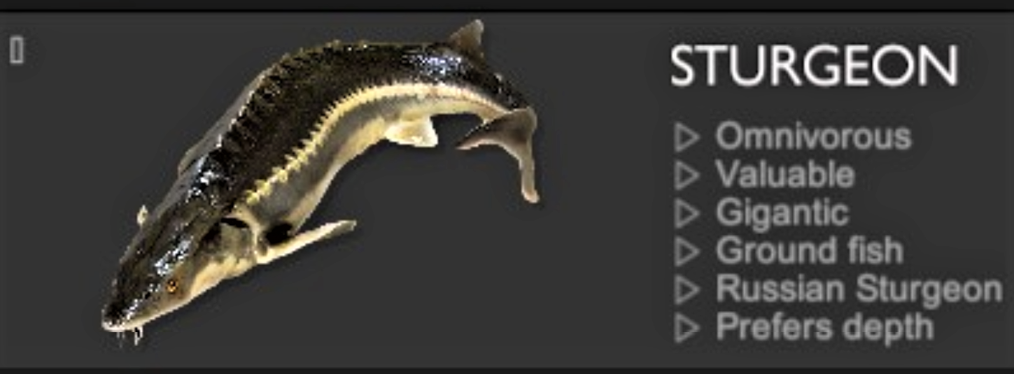 STURGEON.jpg