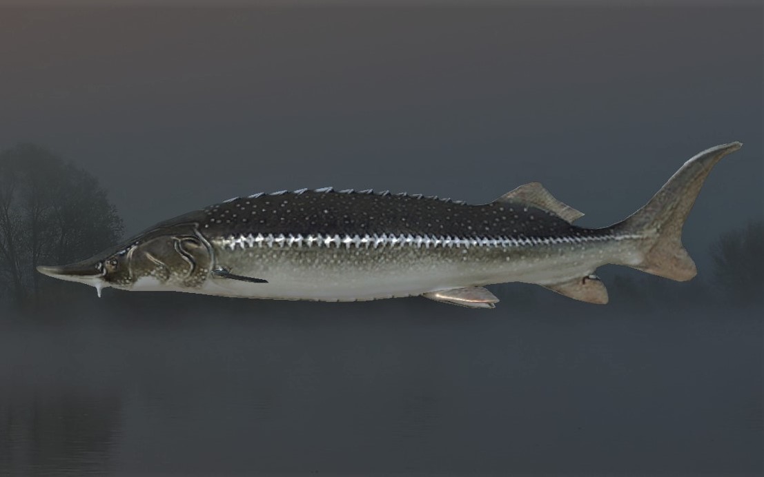 STURGEON2.jpg