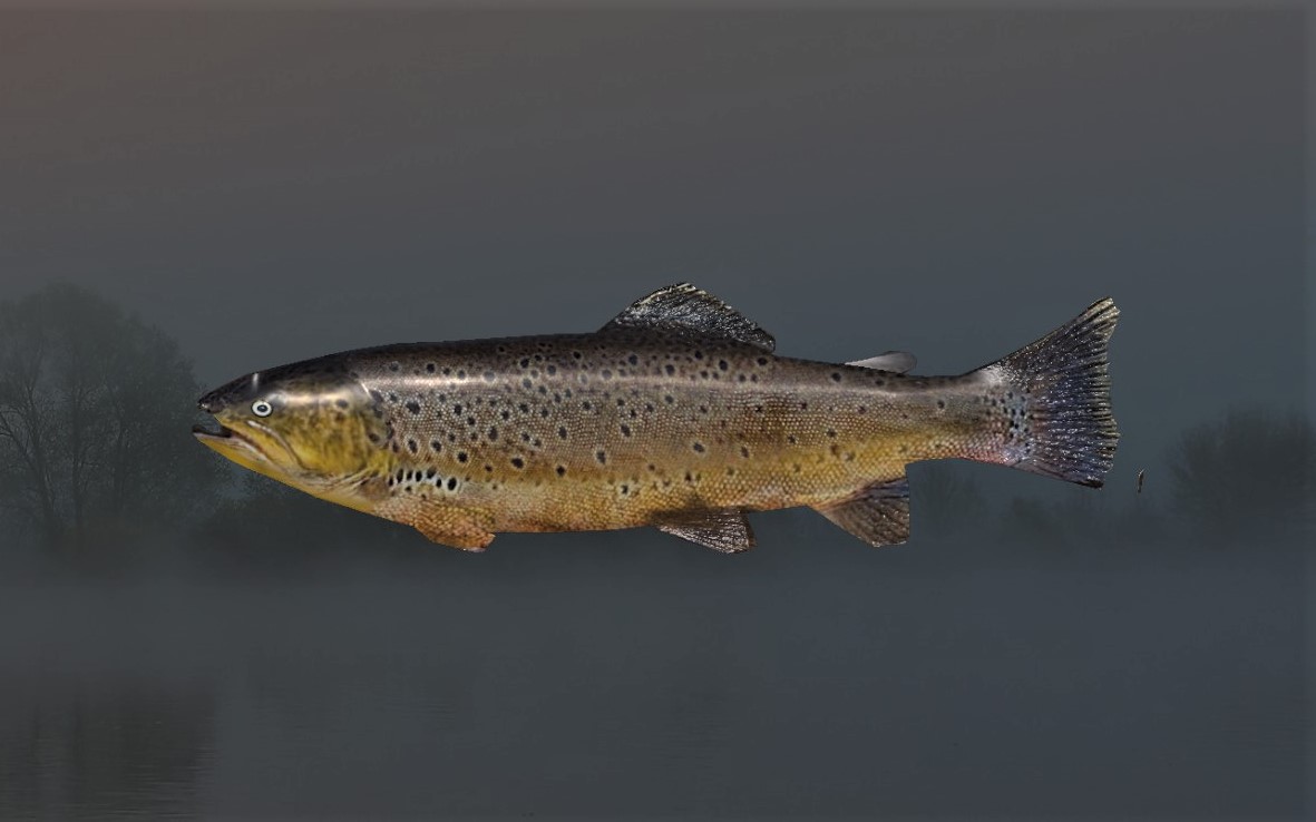 TROUT SAIMEN2.jpg