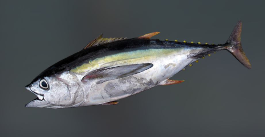 TUNA ALALUNGA.jpg
