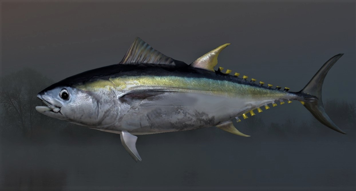 TUNA ALALUNGA2.jpg