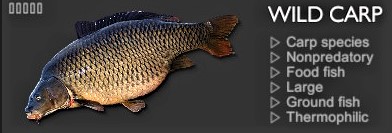 WILD CARP.jpg