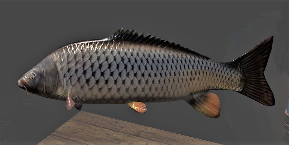 WILD CARP2.jpg